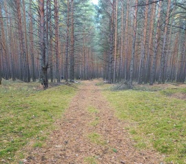 Прирезка лесных участков Кадастровые работы в Самаре и Самарской области